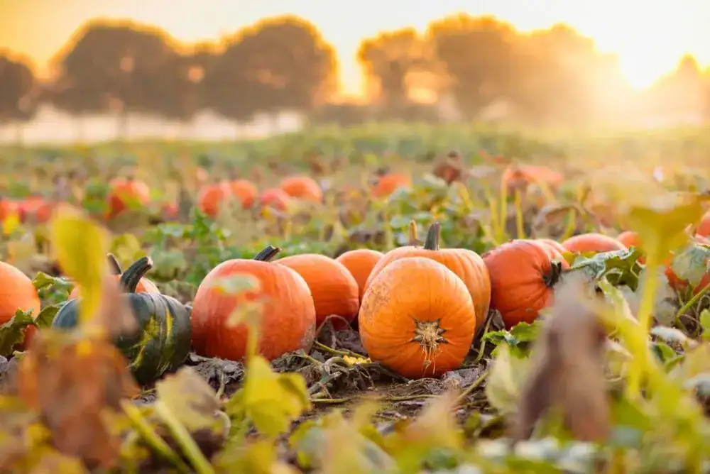 Bright orange pumpkins in a Tennessee pumpkin patch on a crisp fall day, capturing the beauty of autumn and seasonal family fun with your Little Trekkers. 
