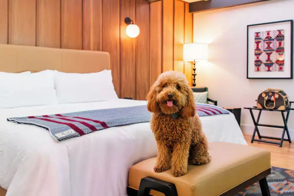 Dog in a pet-friendly guest room at Rocky Waters Inn in Gatlinburg