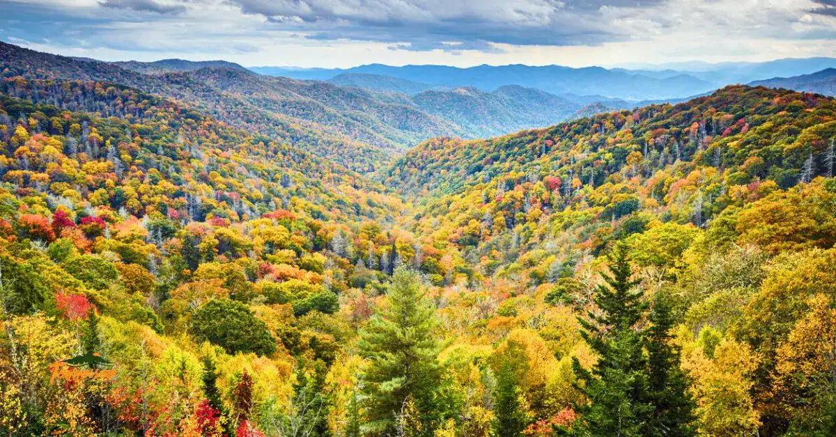 Fall in the Smoky Mountains showing golden light and colorful ridges — perfect view to feature Smoky Mountain live webcams and Tennessee fall color.