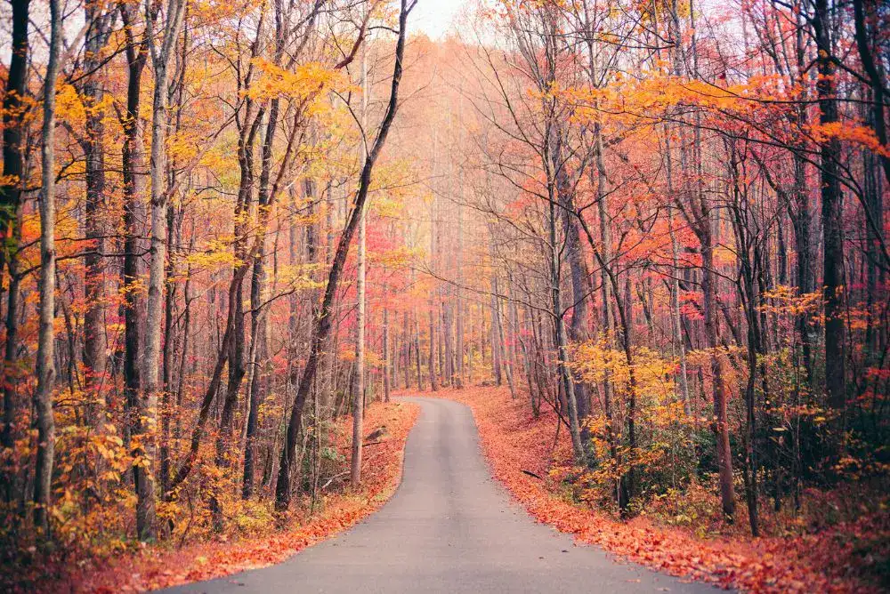 Misty road winding through peak orange and red fall foliage in the Great Smoky Mountains.