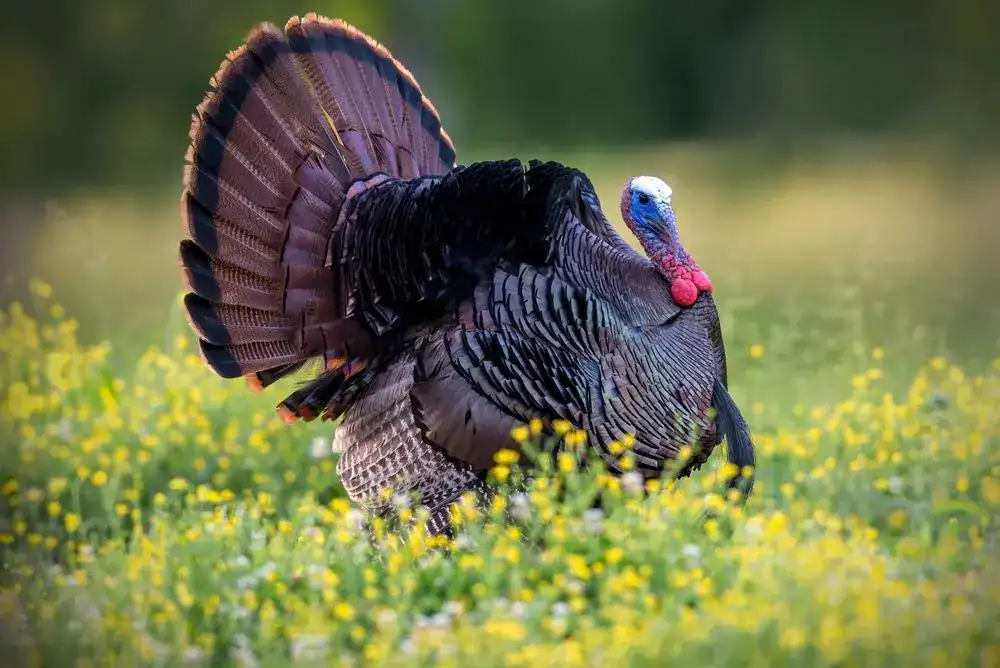 Wild turkey - may see these and much more while exploring Cades Cove in the fall.
