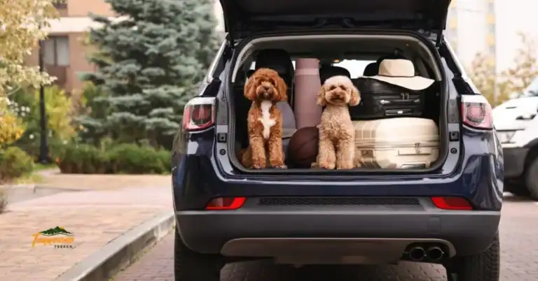 Pets ready for Smoky Mountain trip - pet friendly hotels in Pigeon Forge.