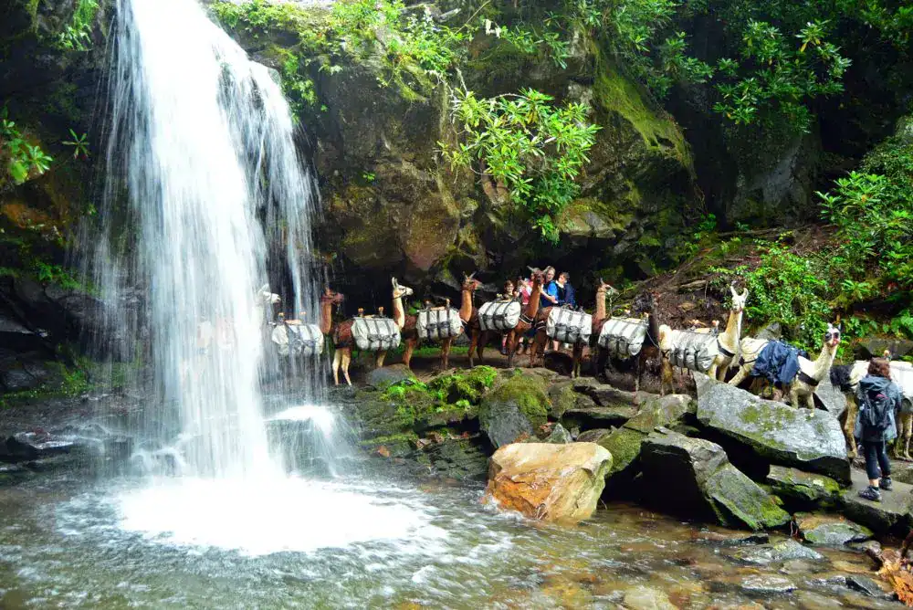 Llama pack train on trail in the Smoky Mountains - at Grotto Falls. 