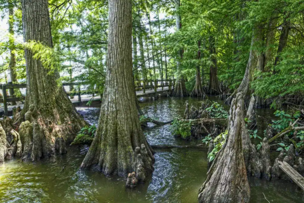 Reelfoot Lake in West Tennessee