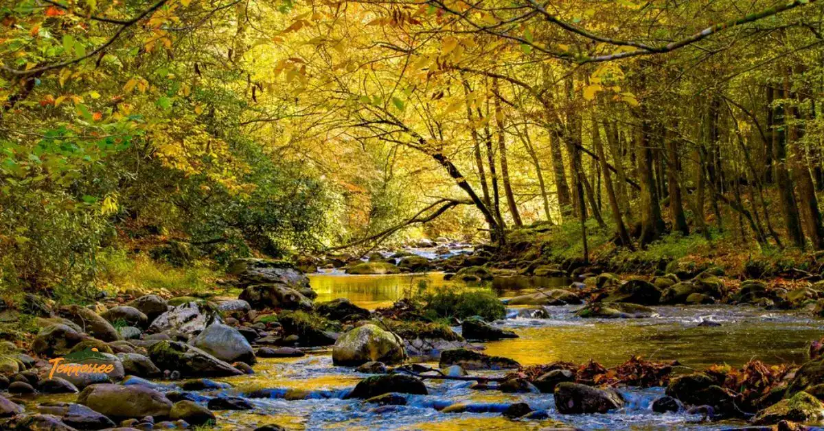 The beautiful Little River running through the Smokies.