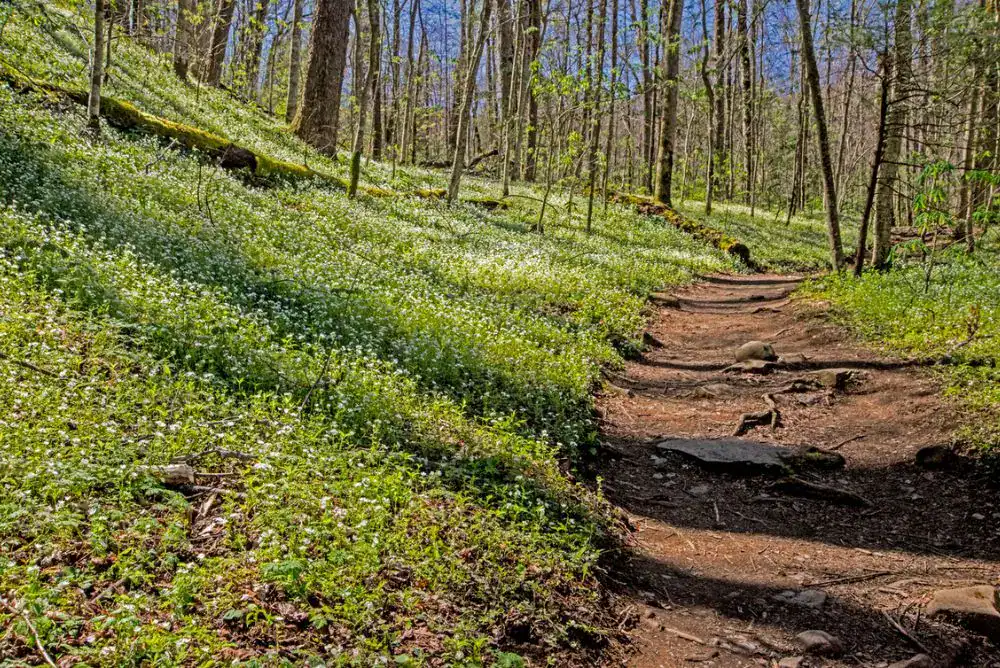 White fringed phacelia covering the forest floor along Porters Creek Trail in the Great Smoky Mountains during spring.