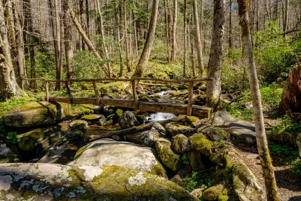 footbridge on a trail in the mountains in cosby tn