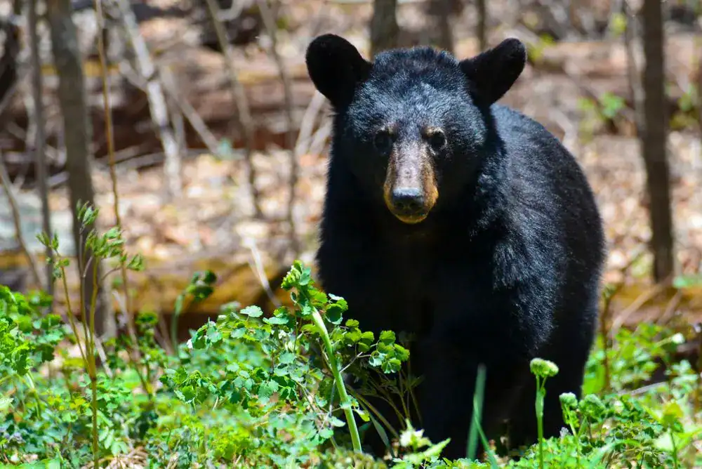  Black bear near a campground highlighting the importance of bear safe food storage. 