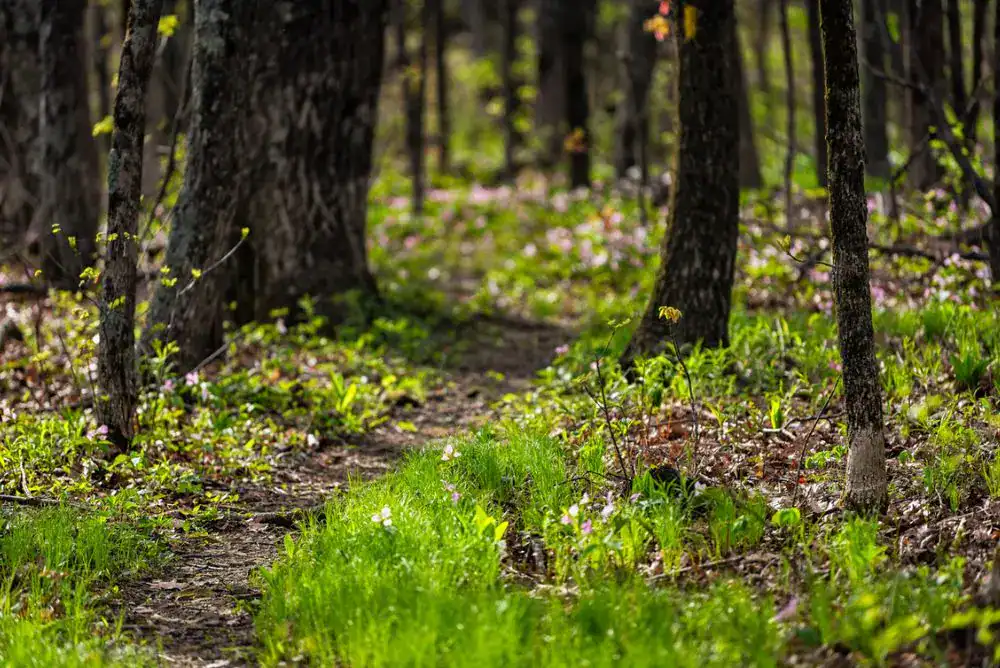 Spring hiking trail in the Smoky Mountains