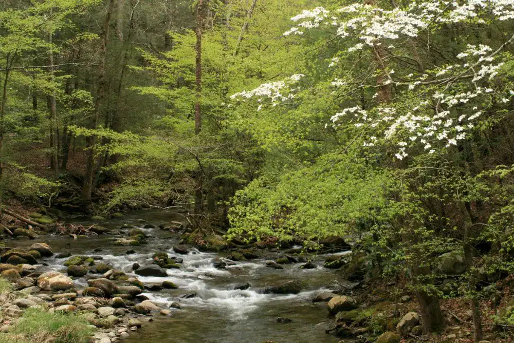 Dogwood blooms and a forest creek in Tennessee during spring camping season.