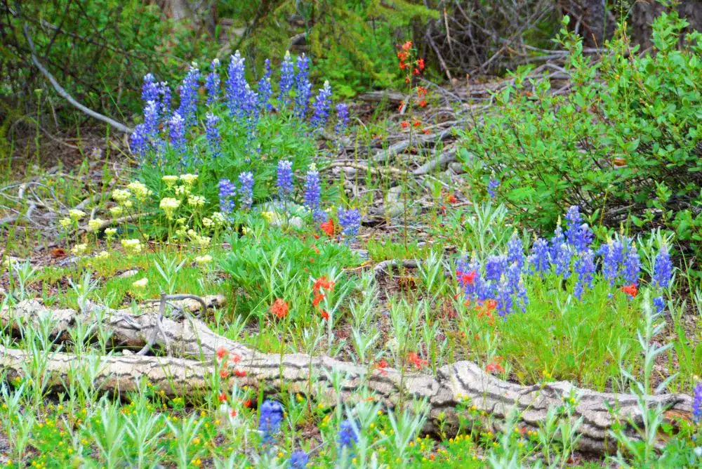 Colorful spring wildflowers blooming along the Grundy Forest Loop in South Cumberland State Park, a scenic Tennessee wildflower hike in Middle Tennessee.