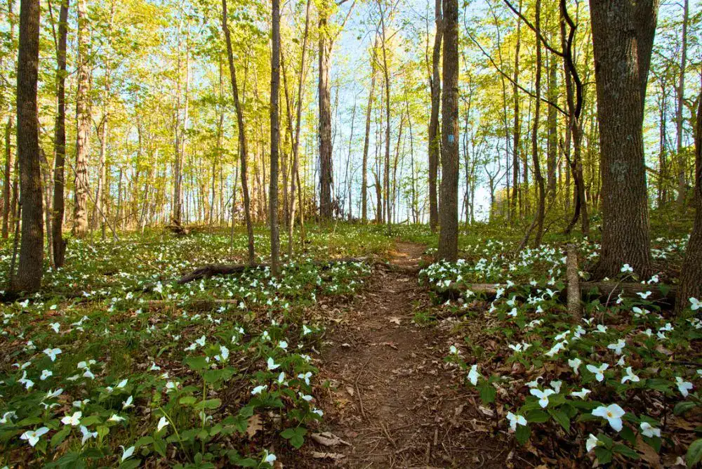 Whitle Trilum wildflowers blooming - along Tennessee hiking trail in the Smokies. 