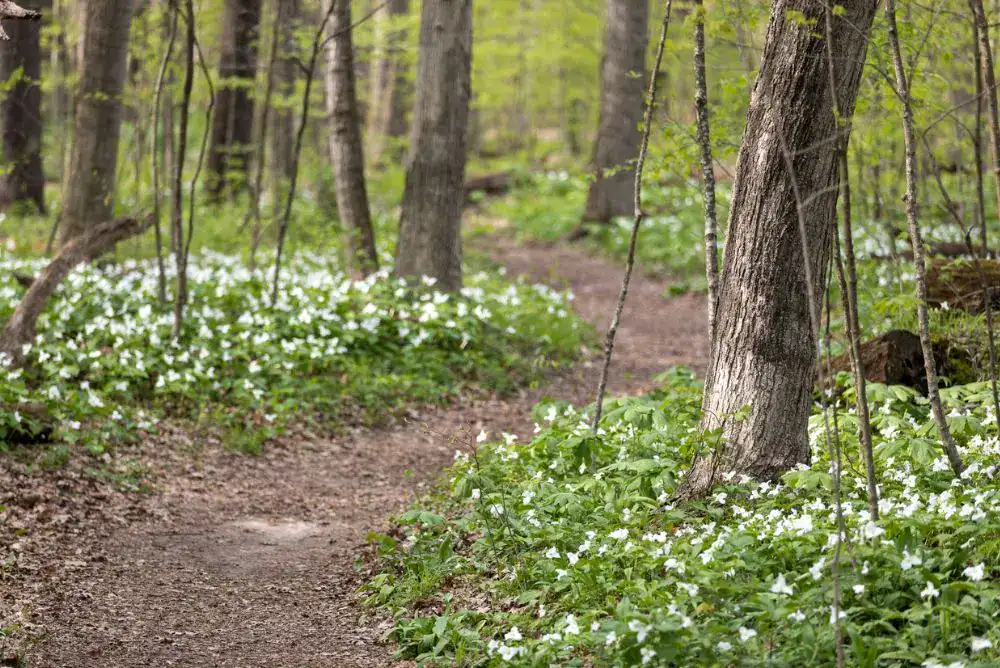 spring hiking trail in tn state park
