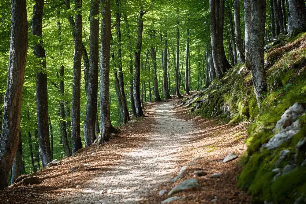 Beautiful trail in the forest with green trees. 
