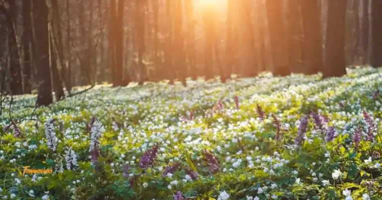 Beautiful Wildflowers carpeting the forest floor on a Tennessee spring hike.