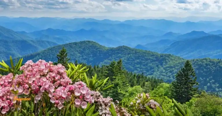 Springtime in the Smoky Mountains