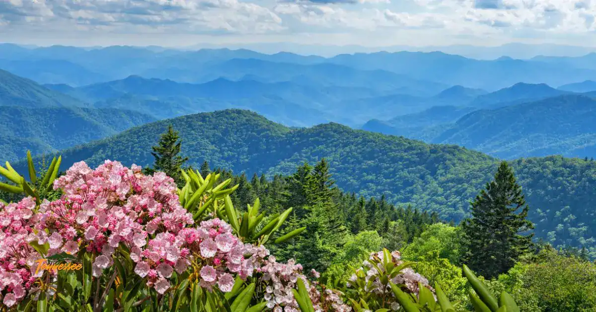 Springtime in the Smoky Mountains