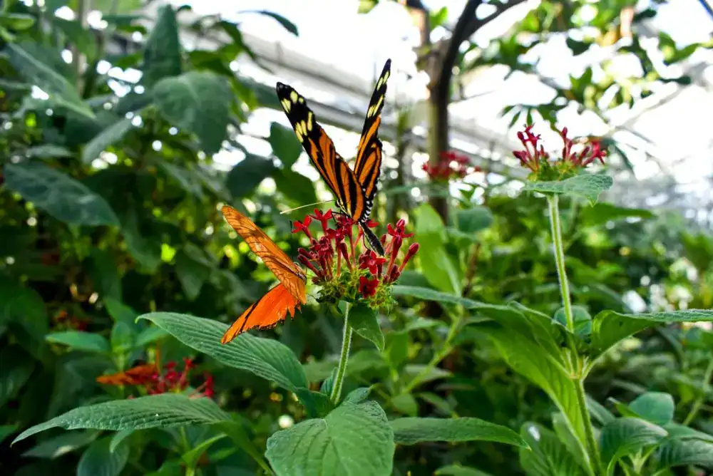 Butterflies resting on flowers in the Butterfly Garden inside the Ocean Journey building in Chattanooga TN