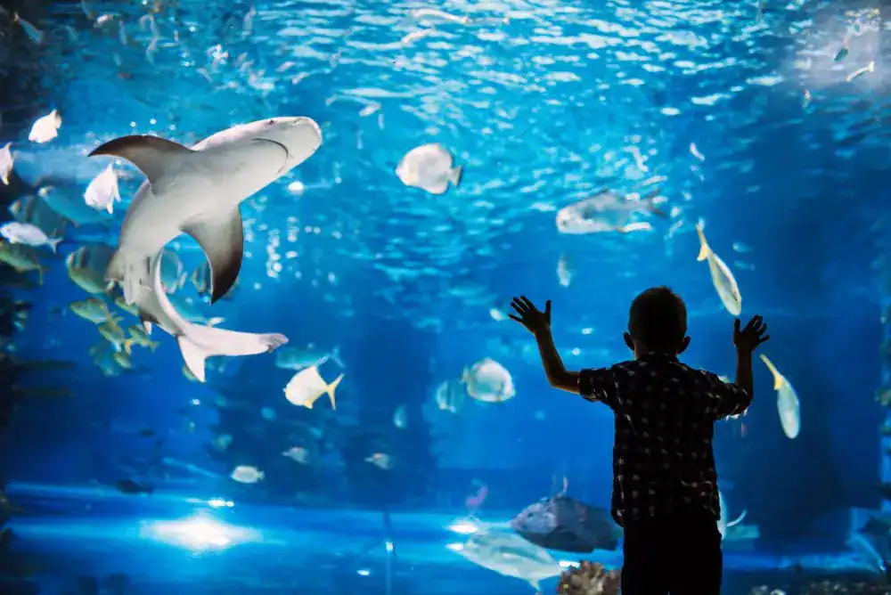 Child exploring the Tennessee Aquarium, one of the top things to do with kids