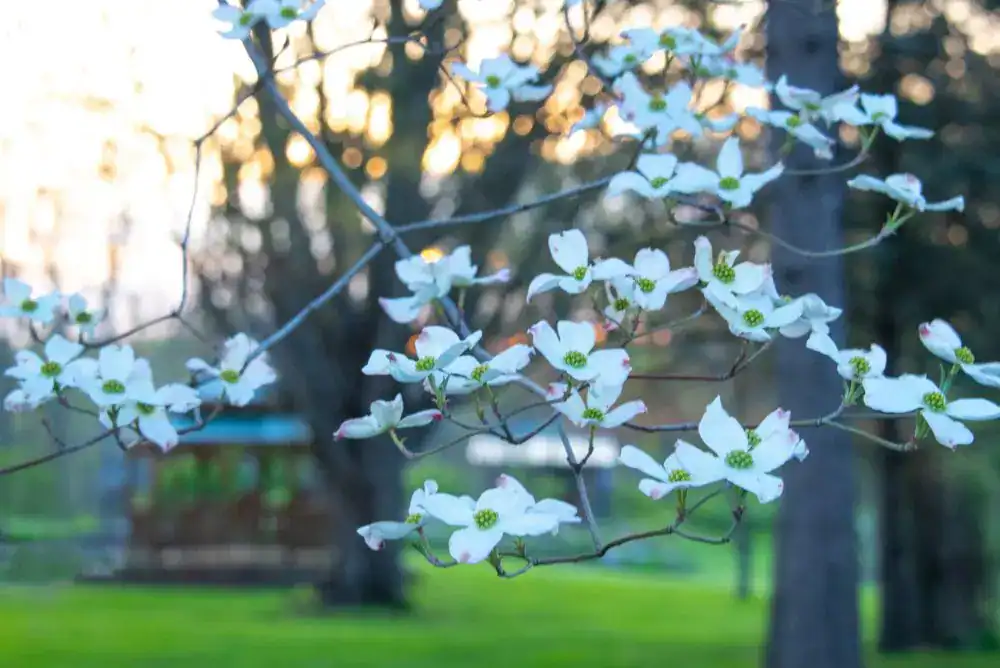 Blooming dogwood flowers during spring festival season in Tennessee