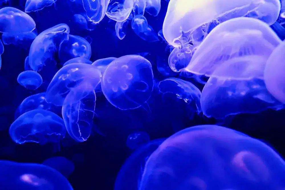 Moon jellyfish exhibit at the Tennessee Aquarium in Chattanooga TN