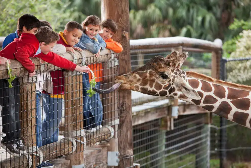 Kids feeding a giraffe at the Chattanooga Zoo, a family attraction and one of the best things to do with kids on your trip