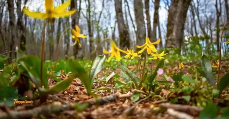 Smoky Mountain wildflowers along trail.