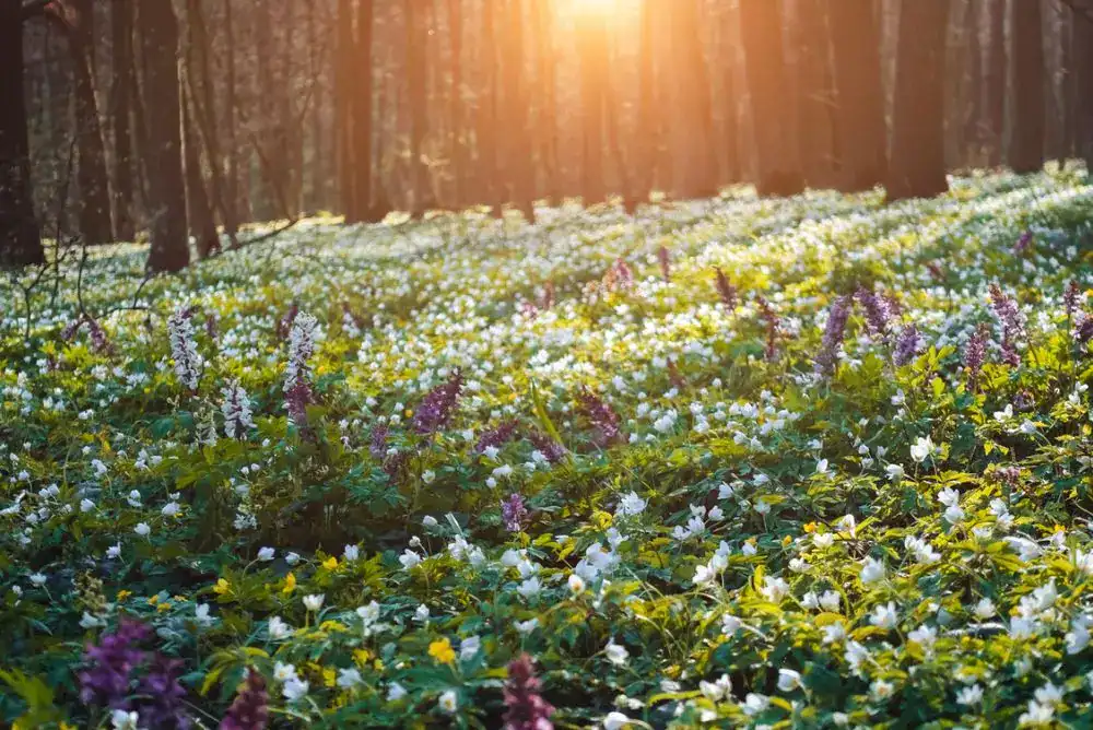 Spring wildflowers blooming along a forest trail in Great Smoky Mountains National Park during a Smoky Mountain wildflower guided hike.