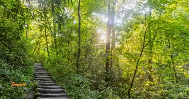 steps along a Smoky Mountain hiking trail near Newfound Gap Road