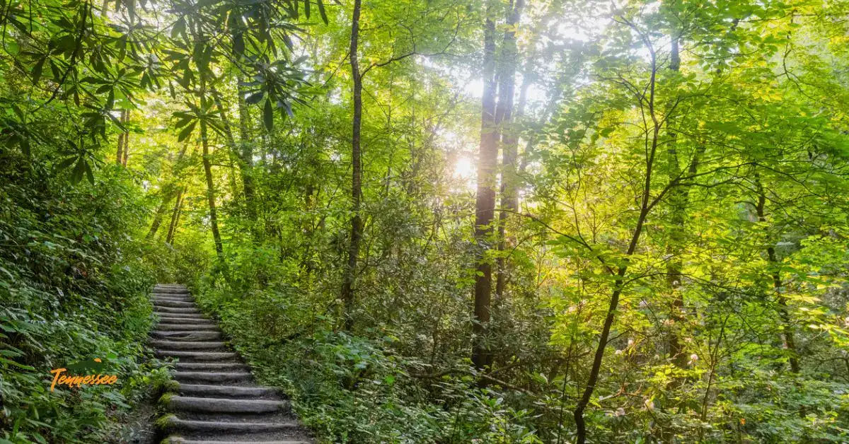 steps along a Smoky Mountain hiking trail near Newfound Gap Road