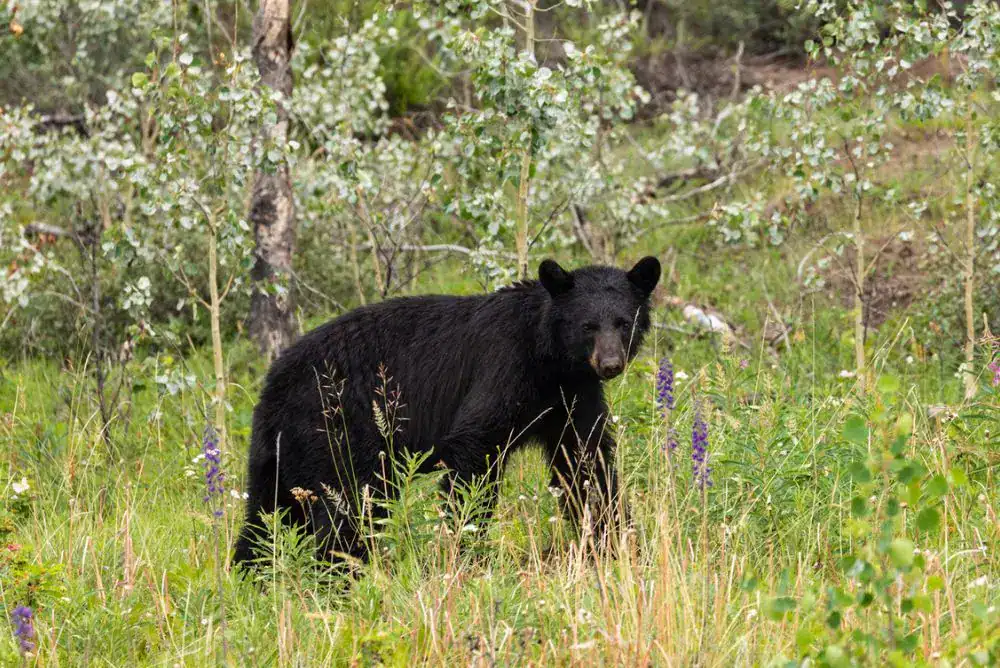 Black bear in the Tennessee Smoky Mountains — wildlife awareness tips for Tennessee travel camping and hiking trips