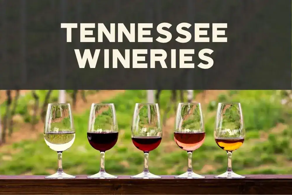 A row of wine glasses filled with red wine at a scenic Tennessee vineyard - featured in Tennessee Sips and Spirits
