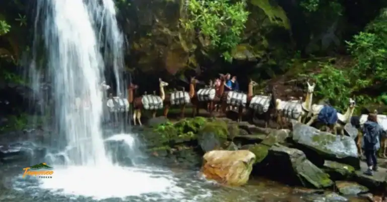 Llamas crossing in front of Grotto Falls — a must-do hike on any Smoky Mountains summer bucket list
