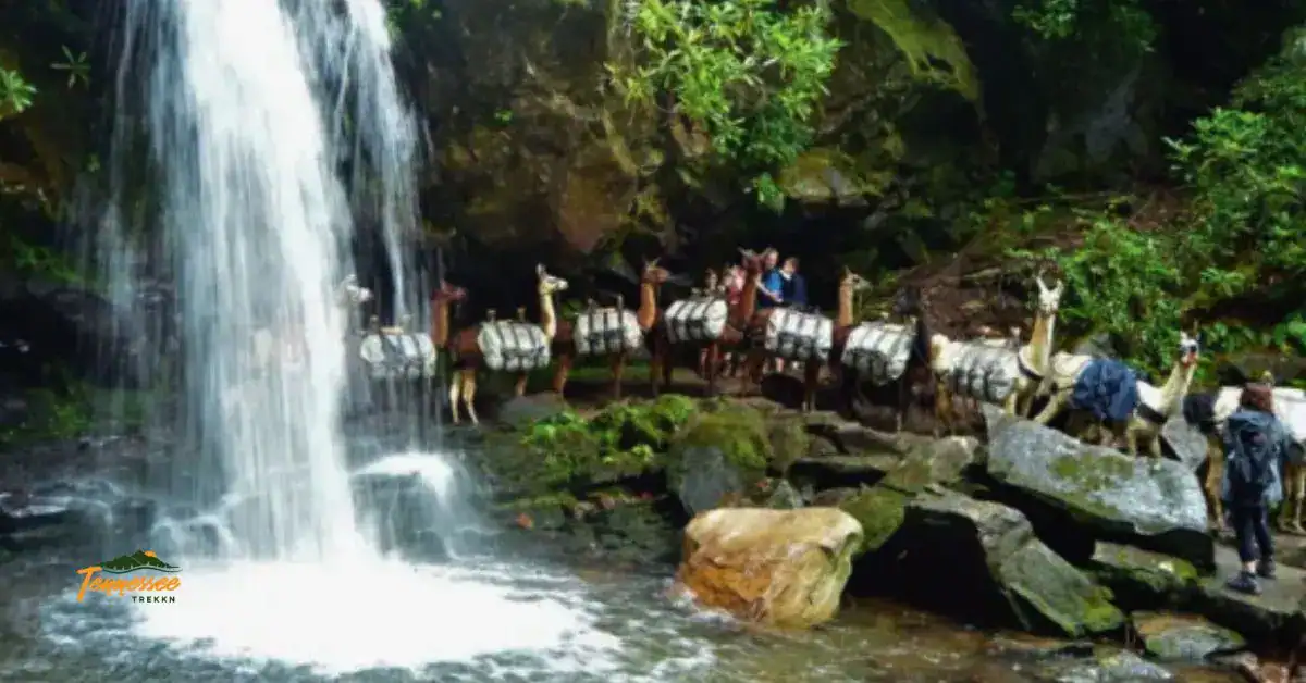 Llamas crossing in front of Grotto Falls — a must-do hike on any Smoky Mountains summer bucket list
