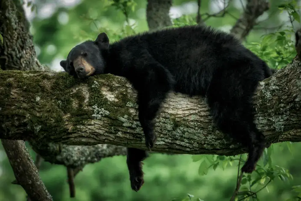 Black bear sleeping in a tree in the Smokies.