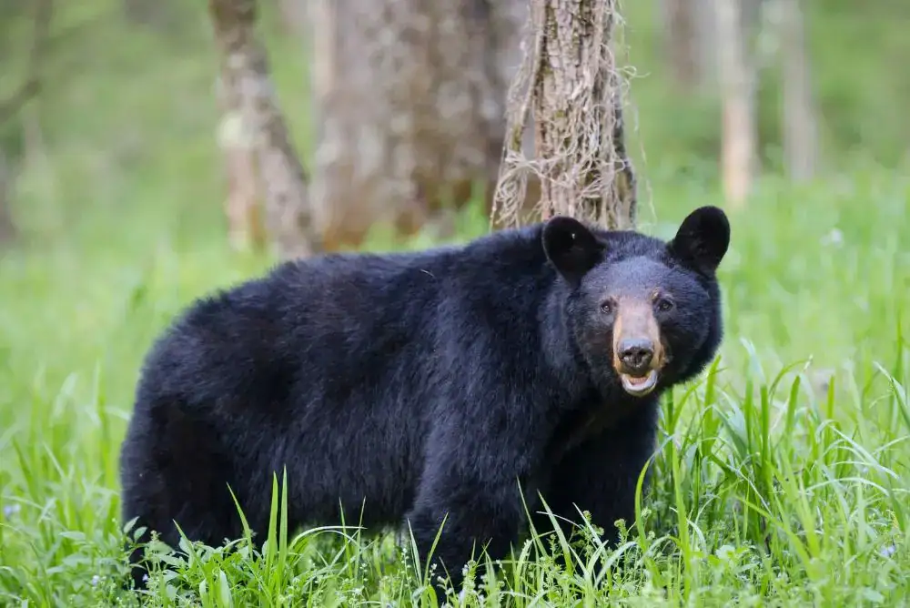 Black bear standing in the woods in Cades Cove