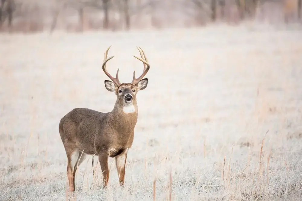 White-tailed buck standing in a Cades Cove field
