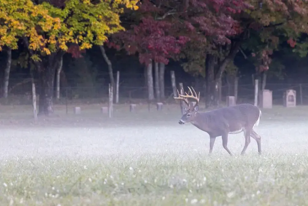 White-tailed buck walking through a misty field in Cades Cove