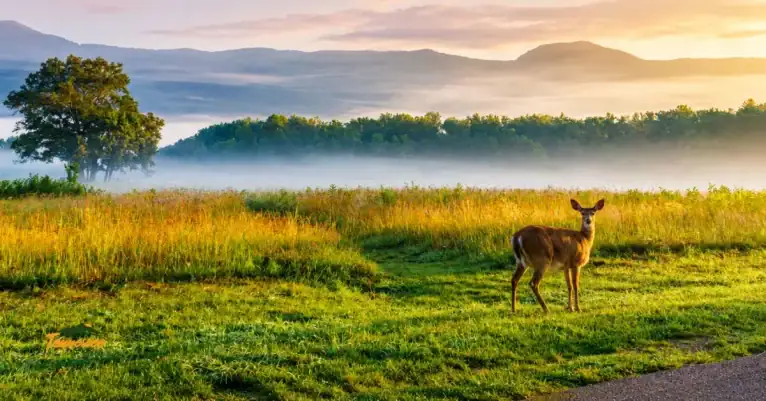 White-tailed deer in a Cades Cove field at sunrise with mist over the Smoky Mountains