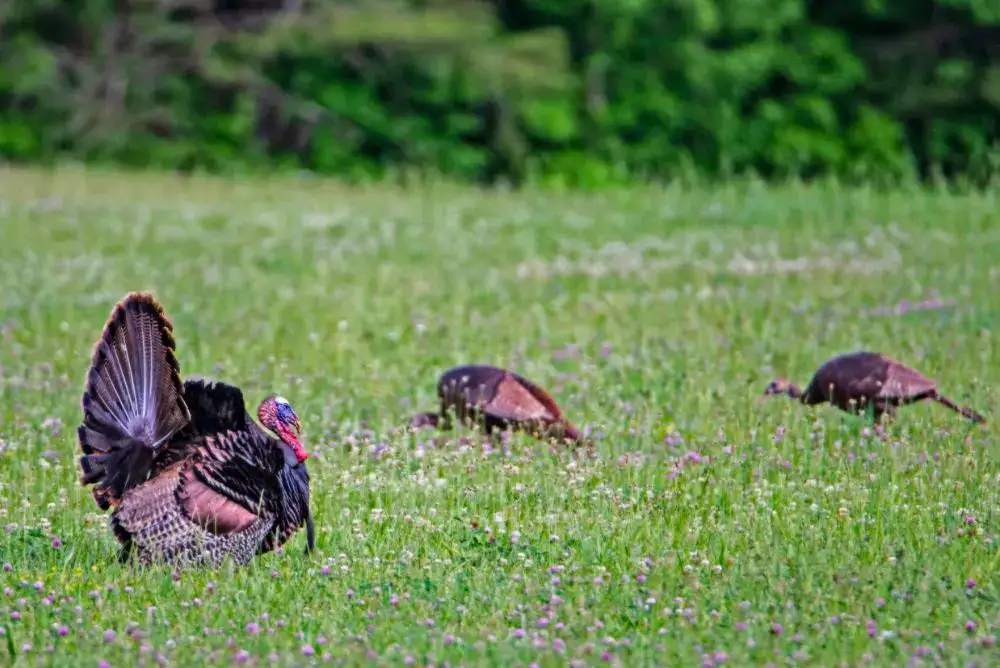 Wild turkeys feeding in a field in Cades Cove