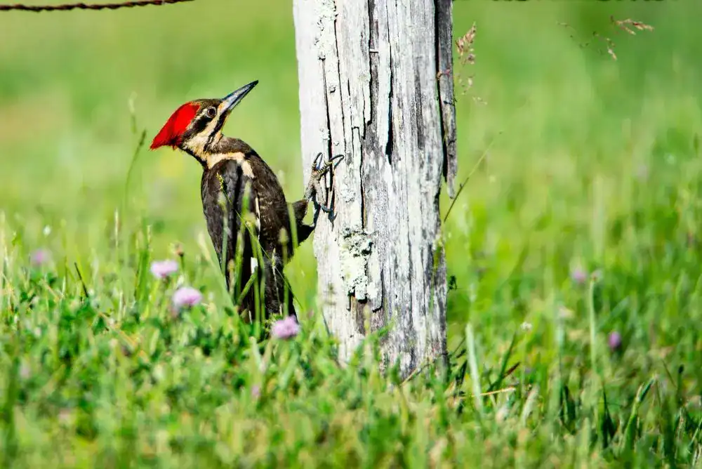 Woodpecker in the Smoky Mountains.