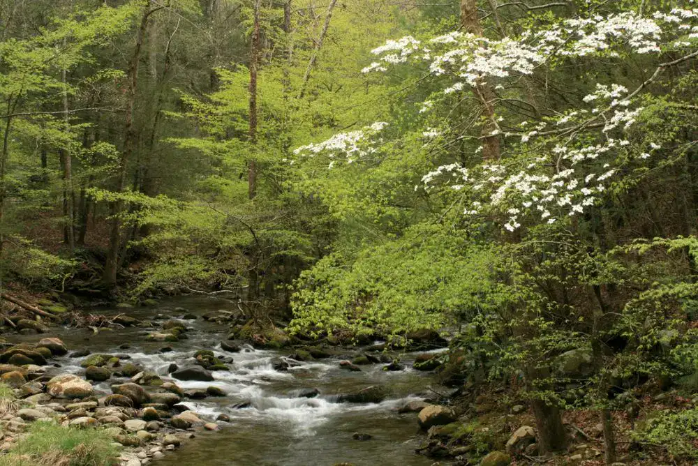 Rocky mountain creek flowing through a green forest with spring blooms in the Smoky Mountains near Townsend, Tennessee.